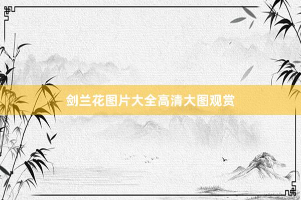 剑兰花图片大全高清大图观赏